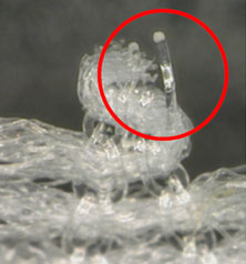 モノフィラメント糸の飛び出し