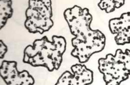 アセテートの断面