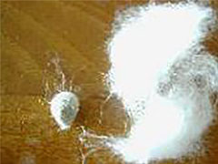 図4.綿の種子と綿繊維