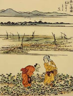 綿を摘む図「綿圃要務」より