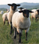 サフォーク(英国)