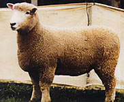 ロムニー(ニュージーランド)