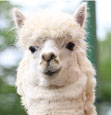 アルパカ