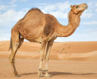 キャメル