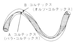 図11.羊毛繊維のクリンプ構造