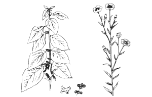 図16.苧麻と亜麻