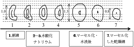 図26.マーセライズ加工の原理