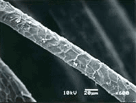 図27.羊毛繊維の側面(スケール)