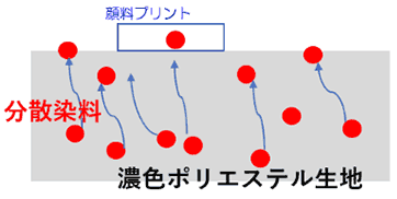 図7 分散染料のマイグレーションのメカニズム