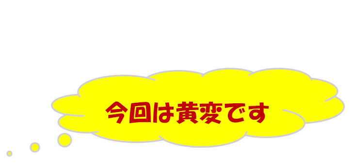 今回は黄変です