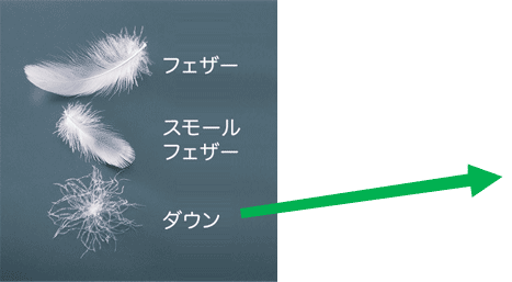図3. フェザーとダウン